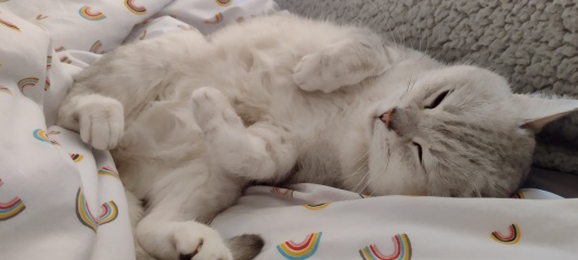 Can we have a cat photo thread ? I’m thinking of getting a cat 