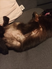 Anxious cat who over grooms