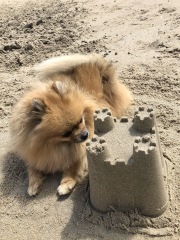 To ask to see your pets? 