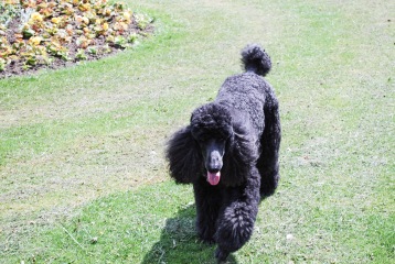 To regret taking on dog and potentially rehome?