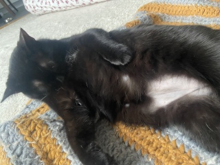 Anxious cat who over grooms