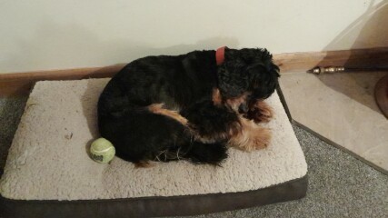 Are show cocker spaniels nice natured?