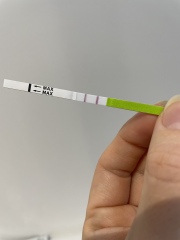 LH surge isn’t darker than control line 