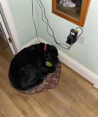 To ask to see your pets? 