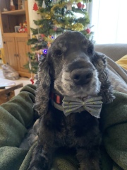 Are show cocker spaniels nice natured?