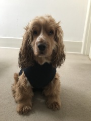 do all show cockers have the personality of a tea towel