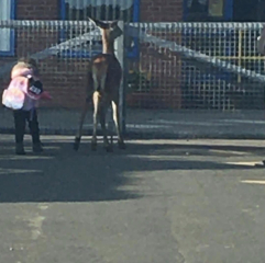 Dogs at school gate