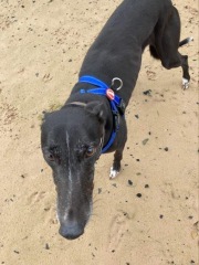 I have an appointment to view a greyhound today at the animal sanctuary. Wish me luck.