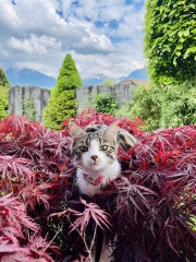 Can we have a cat photo thread ? I’m thinking of getting a cat 