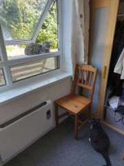 My cat is bullying other cats in the village