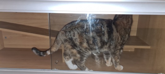 Can we have a cat photo thread ? I’m thinking of getting a cat 