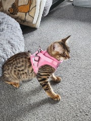Harnesses