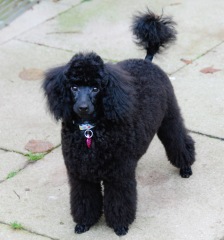 To regret taking on dog and potentially rehome?