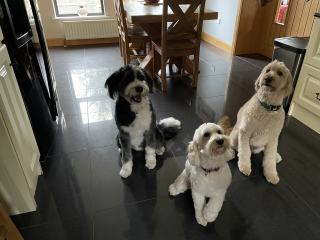 Anyone want to show me a photo of their dog ? 