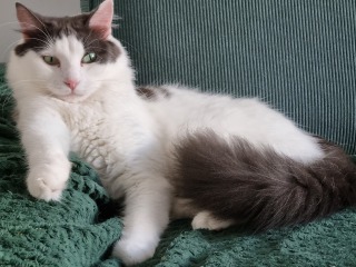 Can we have a cat photo thread ? I’m thinking of getting a cat 