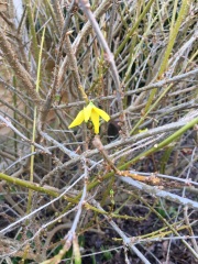 4 flowering things in my garden today!