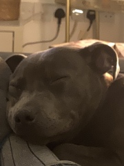 Anyone want to show me a photo of their dog ? 