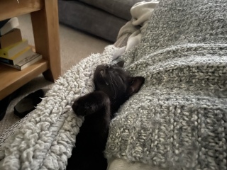 Can we have a cat photo thread ? I’m thinking of getting a cat 