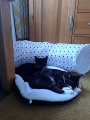 How many cats do you currently have?