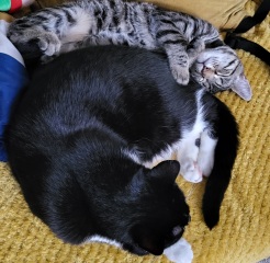 Can we have a cat photo thread ? I’m thinking of getting a cat 