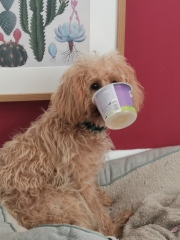 Labradoodles