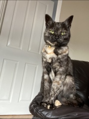 To ask to see your pets? 