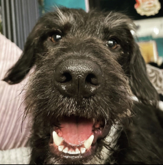 Anyone want to show me a photo of their dog ? 