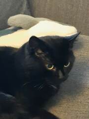 Can we have a cat photo thread ? I’m thinking of getting a cat 