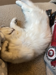 The boys are being neutered tomorrow! What to expect? 