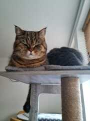 Hundreds of cats, thousands of cats, millions and billions and trillions of cats
