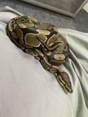 To ask to see your pets? 