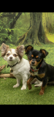 Chihuahua owners here! 