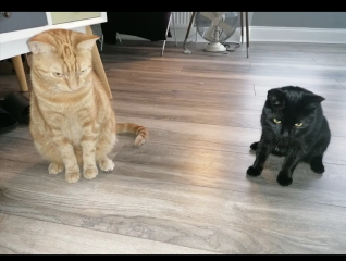 How long is your cat? (Especially if you have a smaller model).