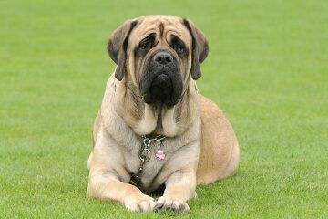 Apologies another dog thread