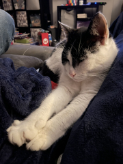 Hundreds of cats, thousands of cats, millions and billions and trillions of cats