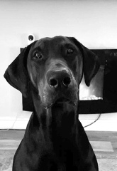 Pet portraits - brutally honest opinions needed 