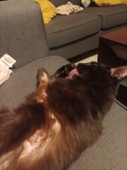 Anxious cat who over grooms