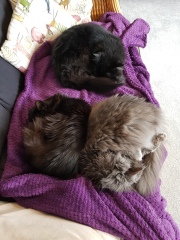 Hundreds of cats, thousands of cats, millions and billions and trillions of cats