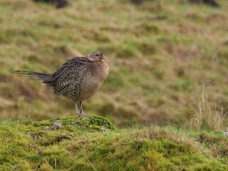 Thread 44 GCSE Covid Cohort - Countdown to Christmas & New Year 