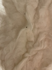 Were these bed bugs?! 