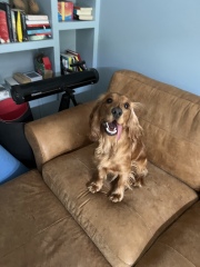 Are show cocker spaniels nice natured?