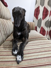 Anyone want to show me a photo of their dog ? 