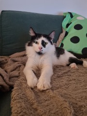 Can we have a cat photo thread ? I’m thinking of getting a cat 