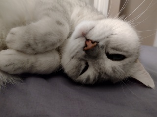 Can we have a cat photo thread ? I’m thinking of getting a cat 