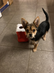 Chihuahua owners here! 