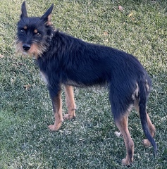 To regret taking on dog and potentially rehome?