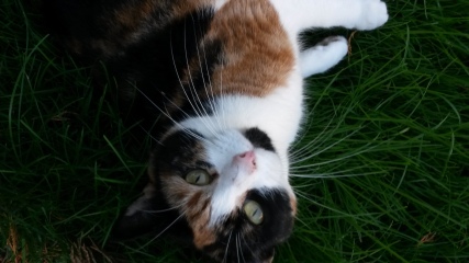 Can we have a cat photo thread ? I’m thinking of getting a cat 