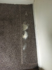 Leak into bedroom, carpets soaked, dry or replace (pics)