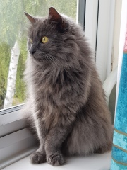 Can we have a cat photo thread ? I’m thinking of getting a cat 