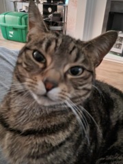 To ask to see your pets? 